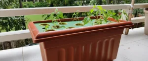 Blog_cover__Hydroponic_system_mission_sustainability