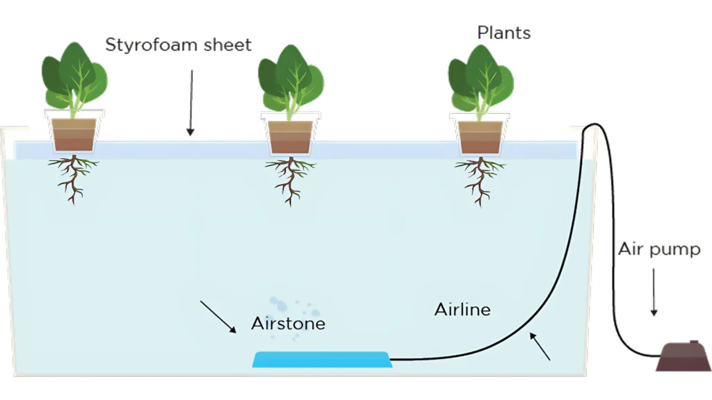 Deep_water_culture_hydroponics_system_mission_sustainability