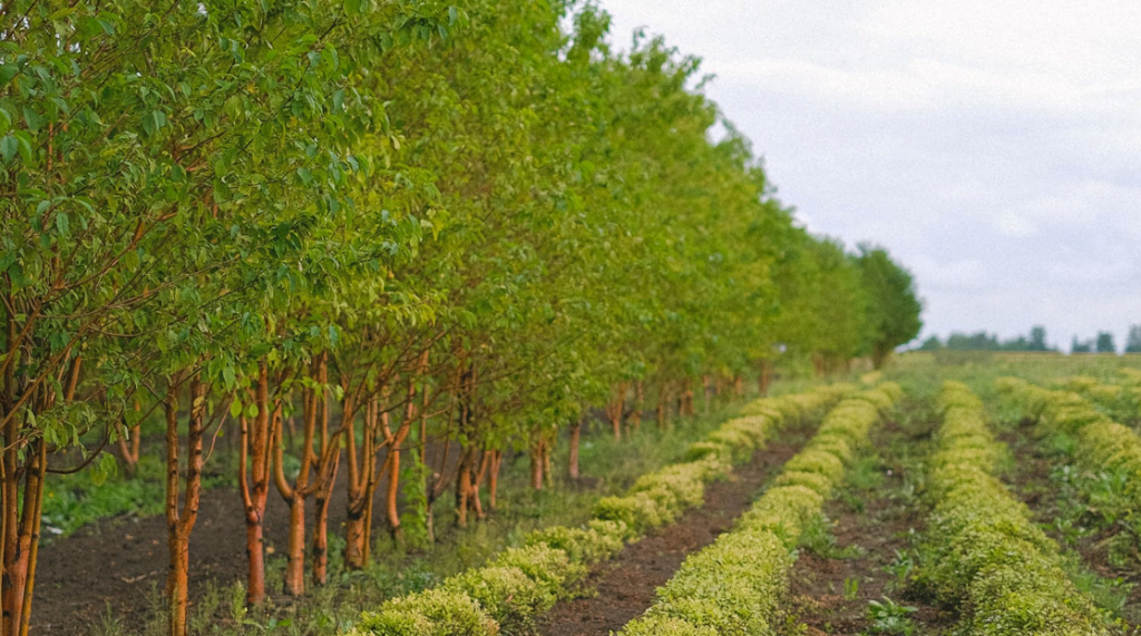 How Agroforestry Works: Core Practices​